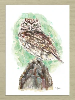 Little Owl Art Print